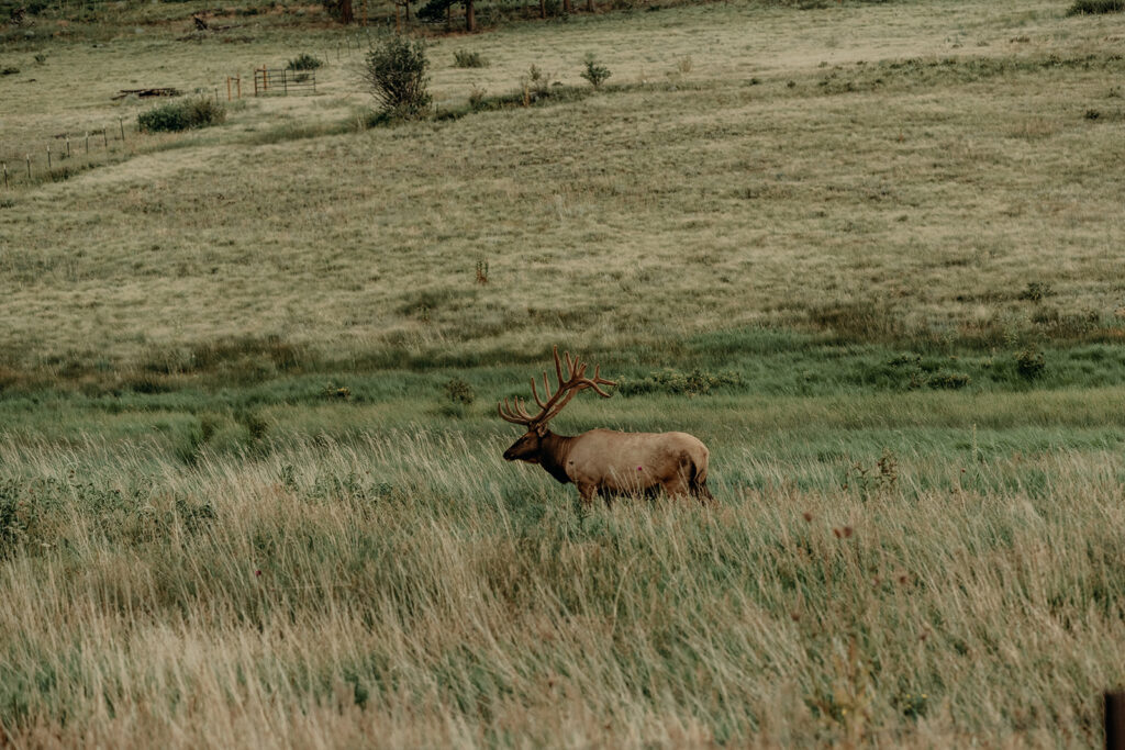 elk walking the meadow at Romantic Riversong Inn in Estes Park