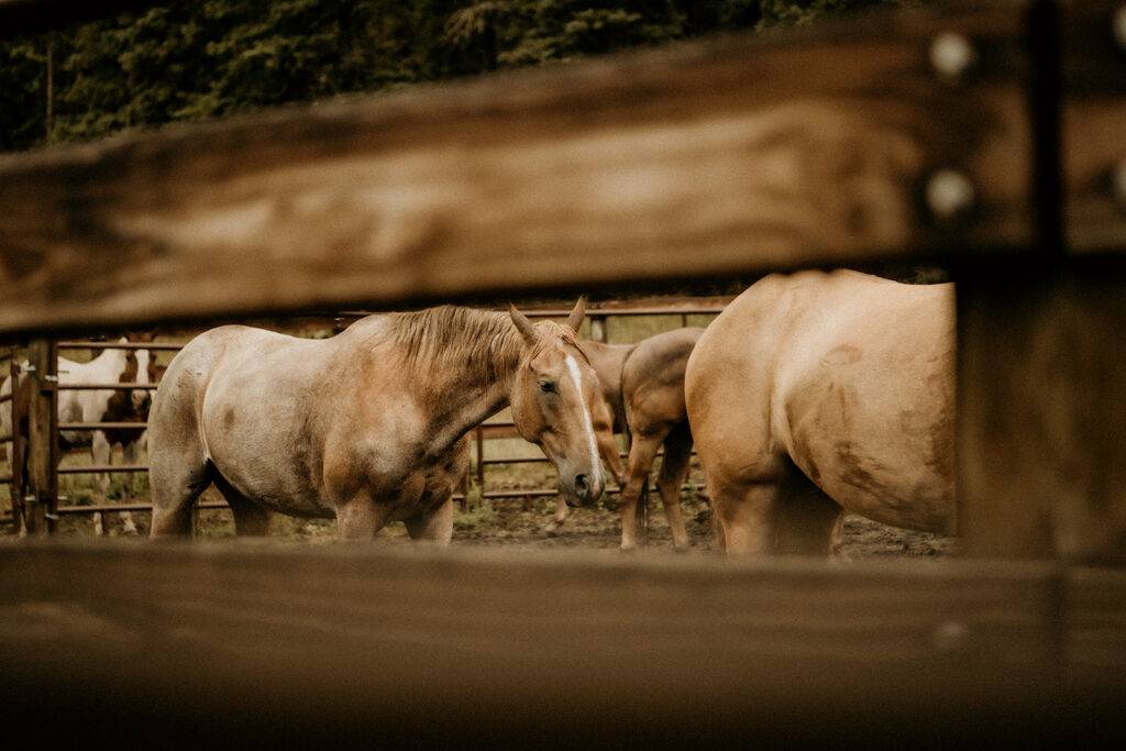 horses at elk glade ranch, cascade colorado in the round pen
